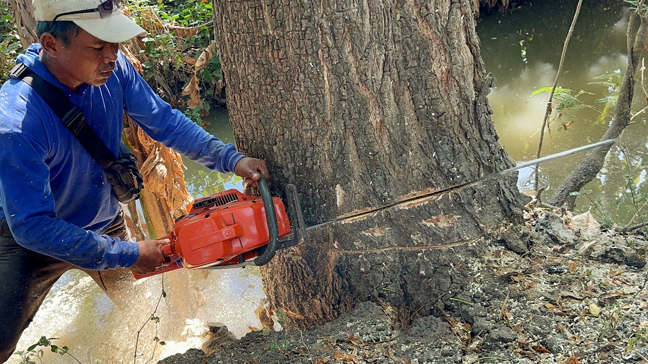 Fast & easy... Cut down 5 Trees lined up on the edge of the river.
