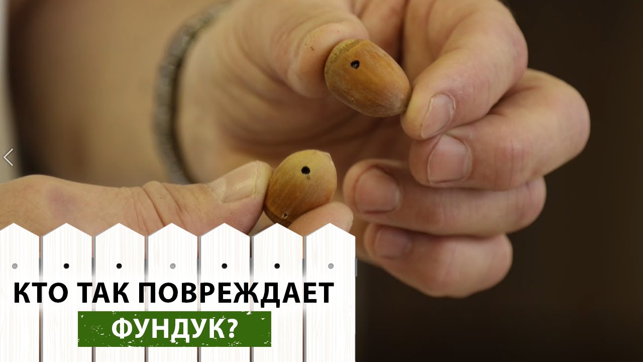 Почему повреждены плоды фундука? Что делать, если завелся ореховый долгоносик?