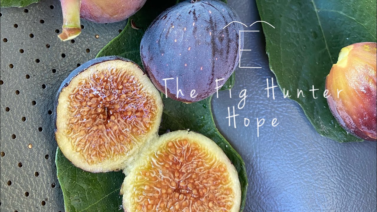 Fig Hunters - TFH715, Hope revisited