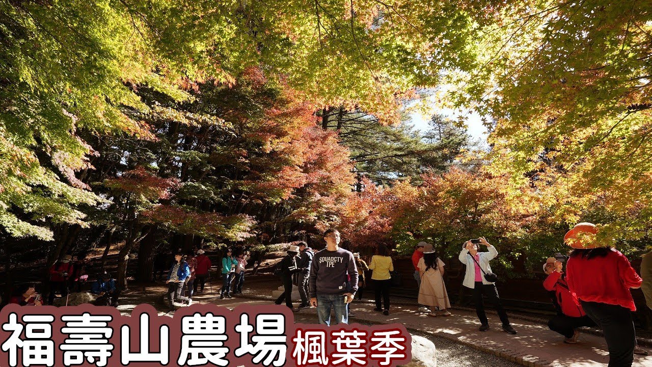 2020楓葉季來了！帶你到福壽山農場賞楓，松盧、鴛鴦湖紅葉映出紅黃綠景色