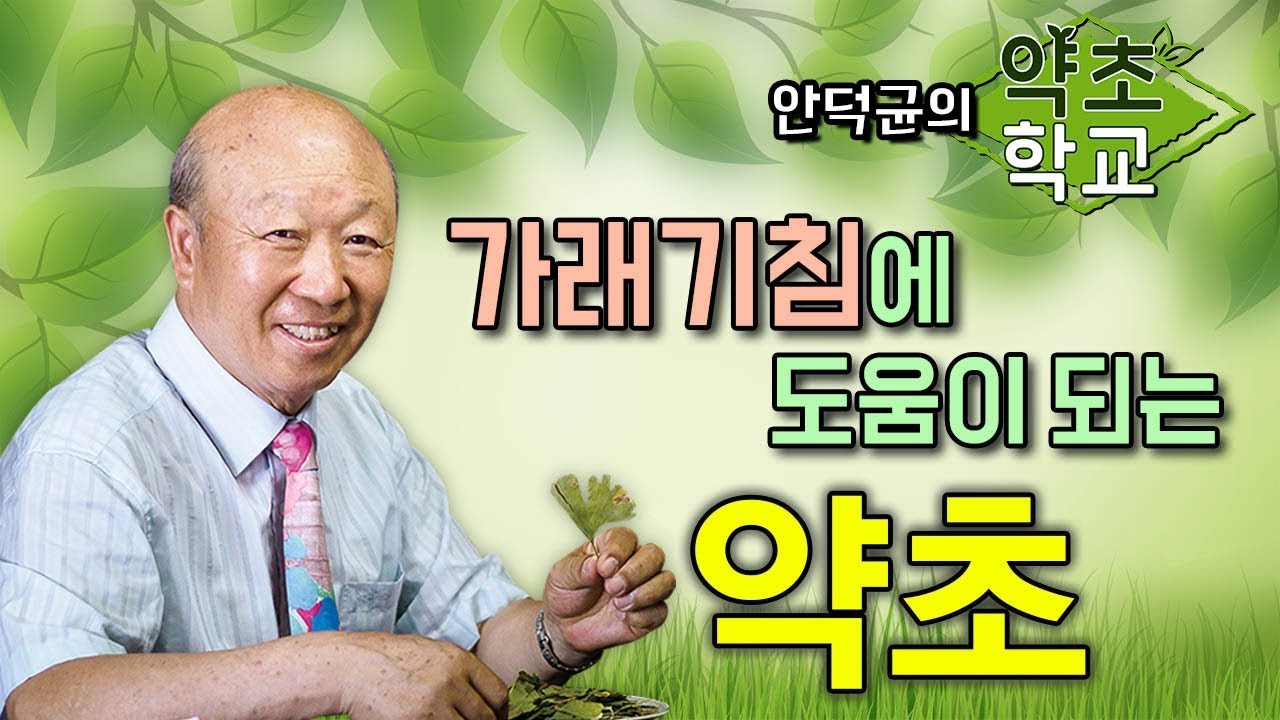 가래 기침에 도움이 되는 약초 [안덕균의 약초학교 EP.15]