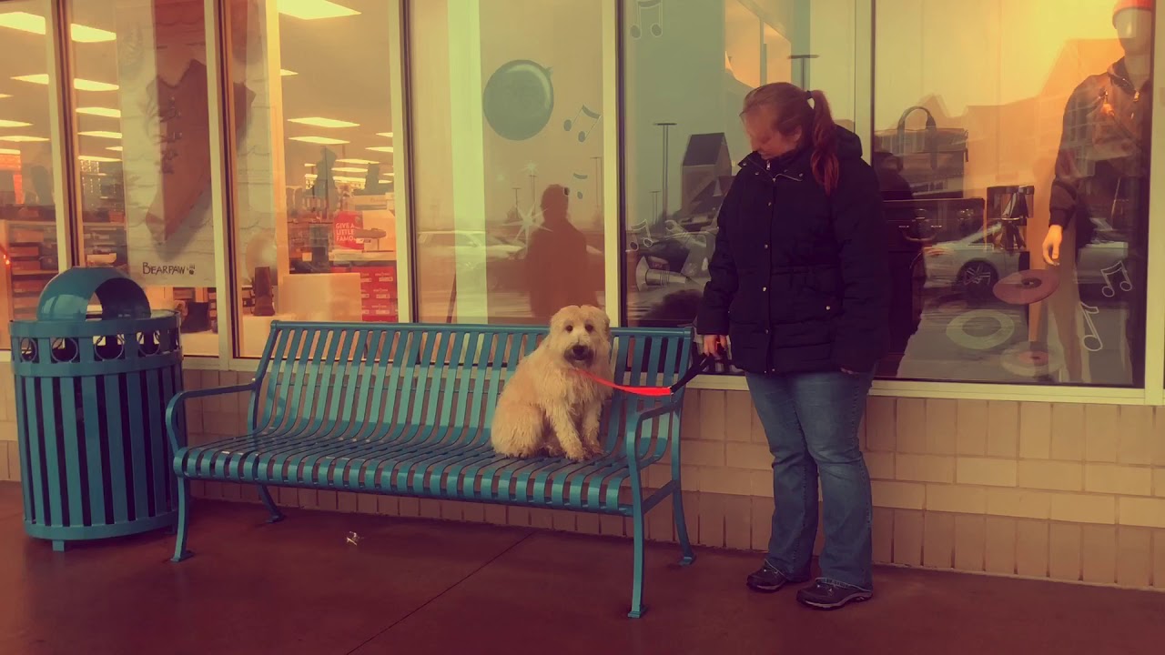 New Hampshire Dog Trainer/ Manchester Dog Trainer/ 10 Month old Wheaten Terrier Olive