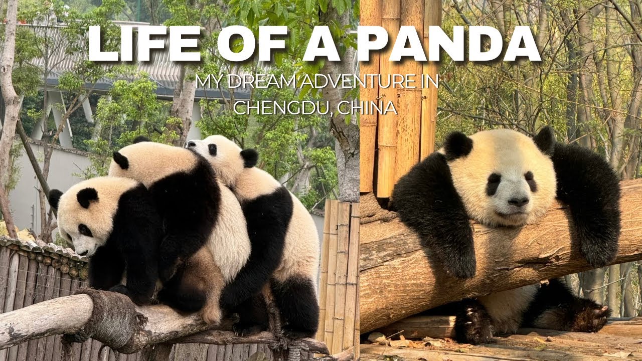 FUNNY Panda Videos from Chengdu, China | Panda Base | 🤣❤️
