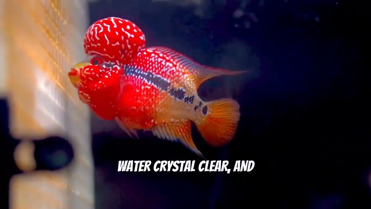 "Ultimate Grooming Guide for Dual Tone Kamfa: Enhancing Color & Pearling!"
