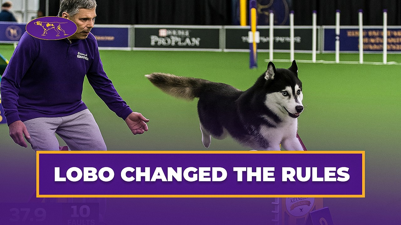 When a Husky Decides to Do Agility HIS Way 😅