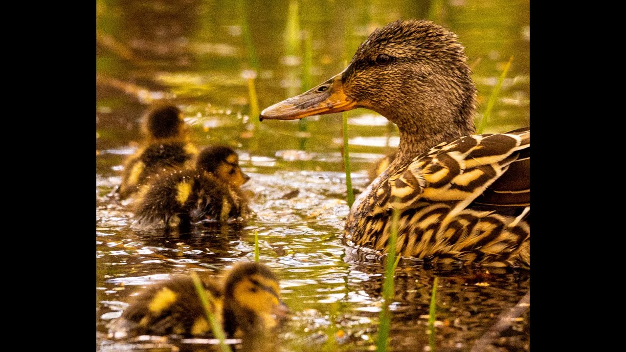 Sorsapoikue Muuramejoella 2022 (A Duck family on Muuramejoki river)