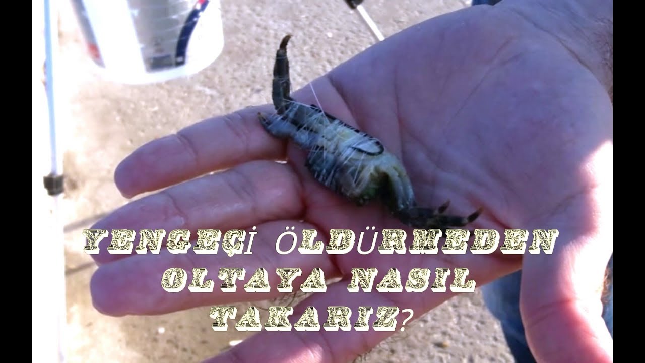 ÇİPURA VE LEVREK AVI İÇİN YENGEÇ OLTAYA NASIL TAKILIR?