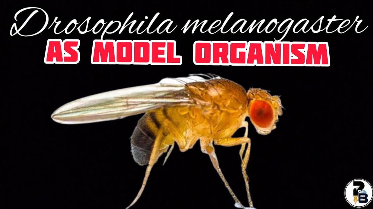 Drosophila melanogaster: As a Model Organism @paperpenbiology