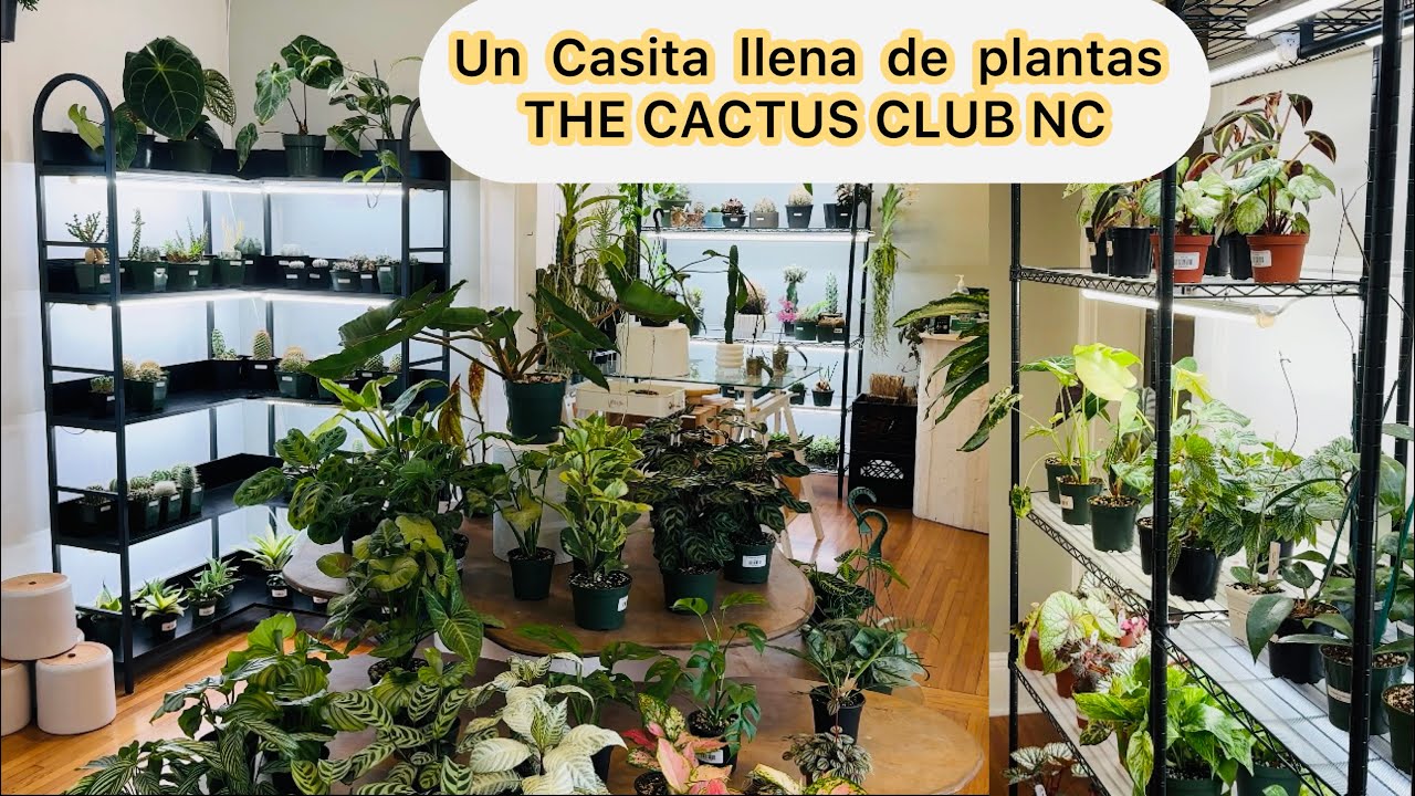 Un Casa llena de plantas hermosas The cactus club en Charlotte NC 