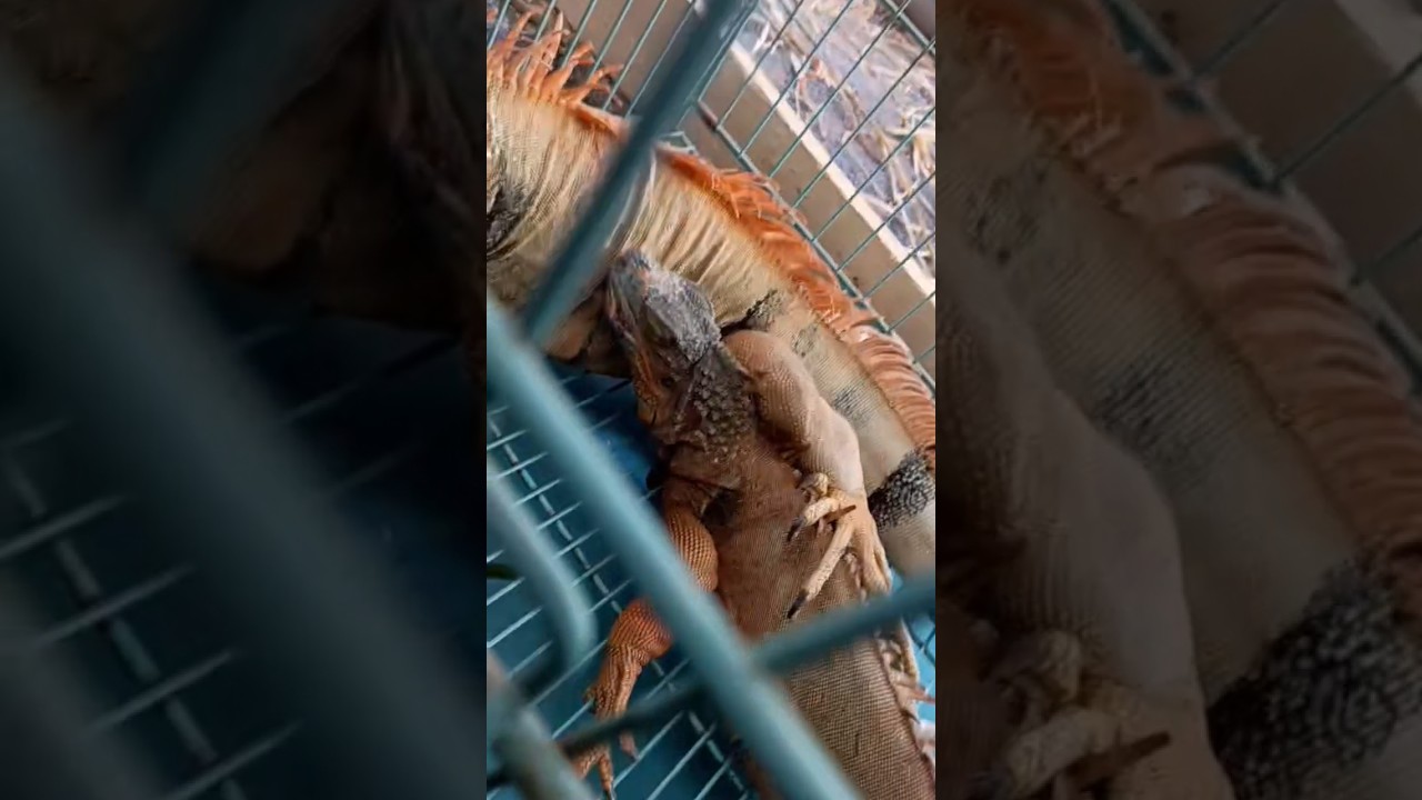 ''Iguana Care 101: Expert Tips for Happy and Healthy Pets