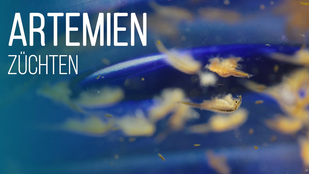 HOW-TO: Artemien züchten & verfüttern | Coralaxy
