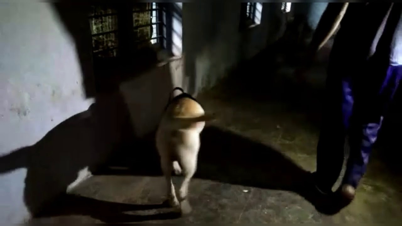 Kerala police dog squad finding drugs