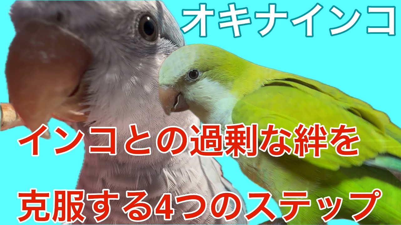 インコ全般/過剰な絆がもたらす弊害と対処法/初中級向け/教育/オキナは全て知っている😅/+Special Video/Japanese narration 💕🦜