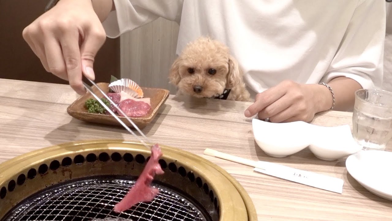 愛犬と一緒に食べる焼肉は美味さ100倍