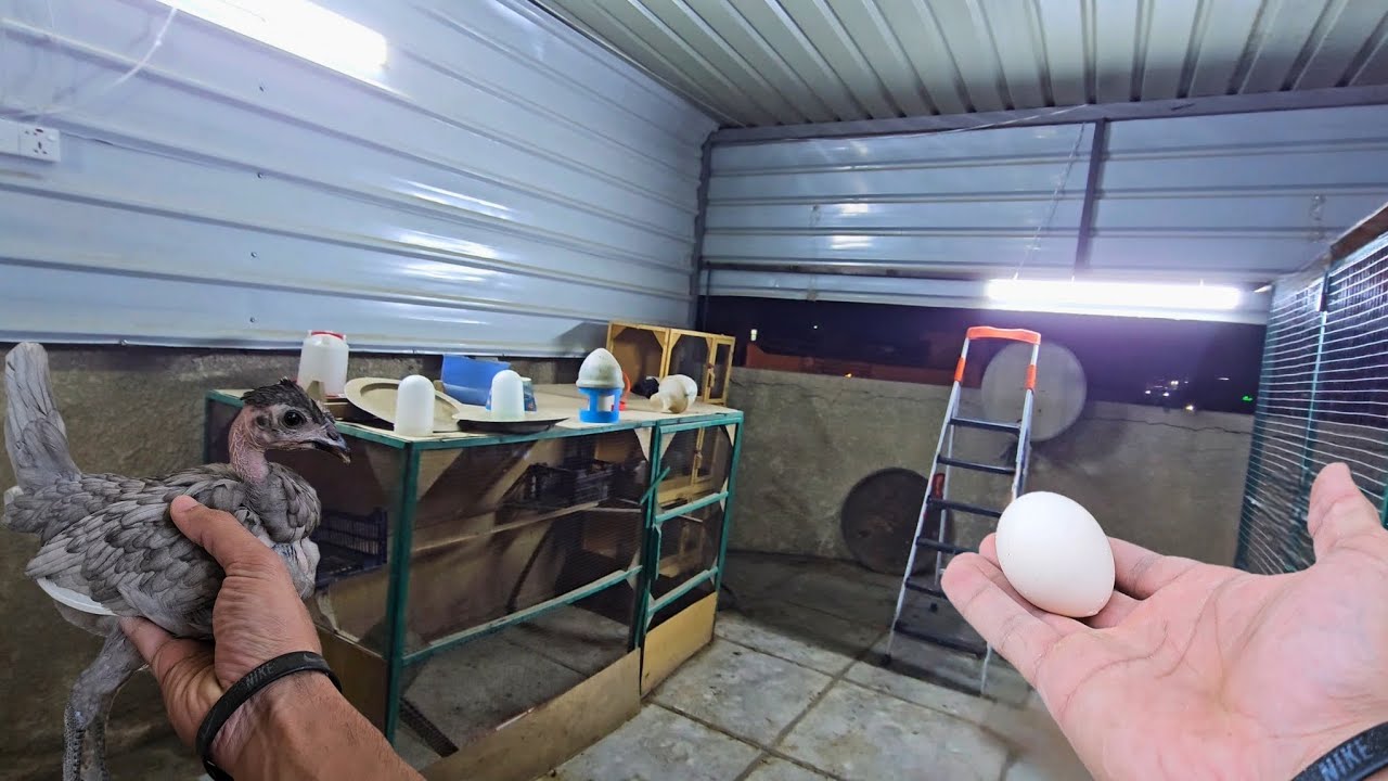الطريقة الصحيحه لخزن البيض🥚+موضوع الفقاسه🐣+آخر تحديثات المحمية✅