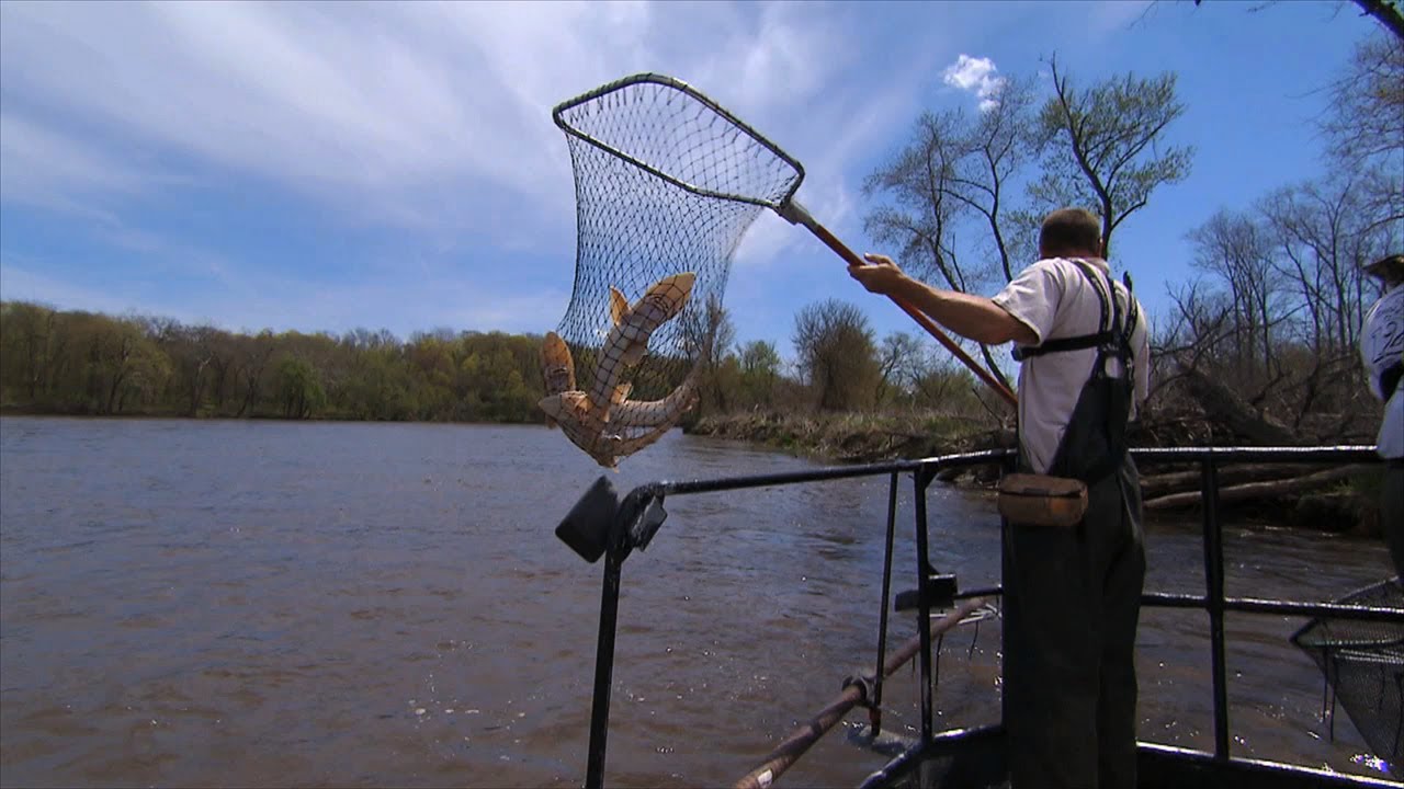 Tracking shovelnose sturgeon in Iowa waters