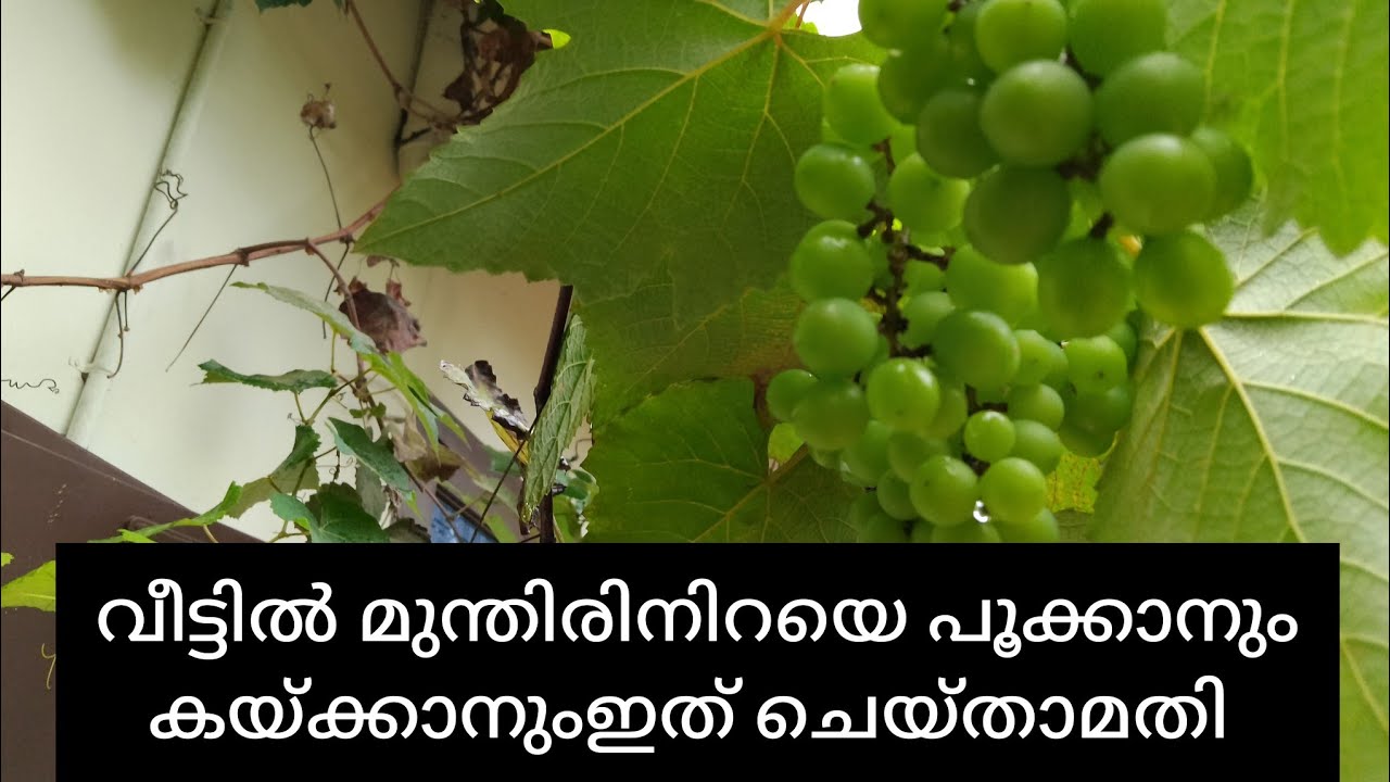 കേരളത്തിൽ മുന്തിരി കൃഷി ചെയ്യേണ്ട ശരിയായ വിധം വിജയം 100%