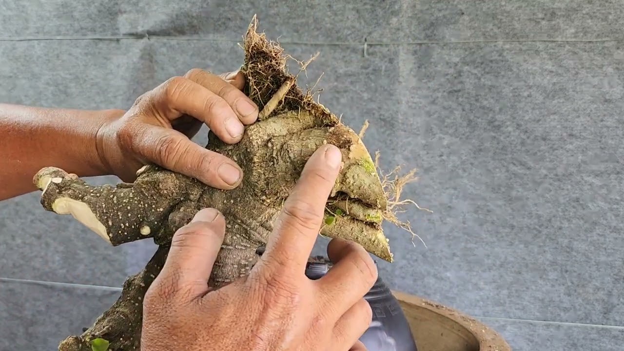 Cắt phôi mai chiếu thuỷ chia sẻ bà con | Bonsai Và Sáng Tạo