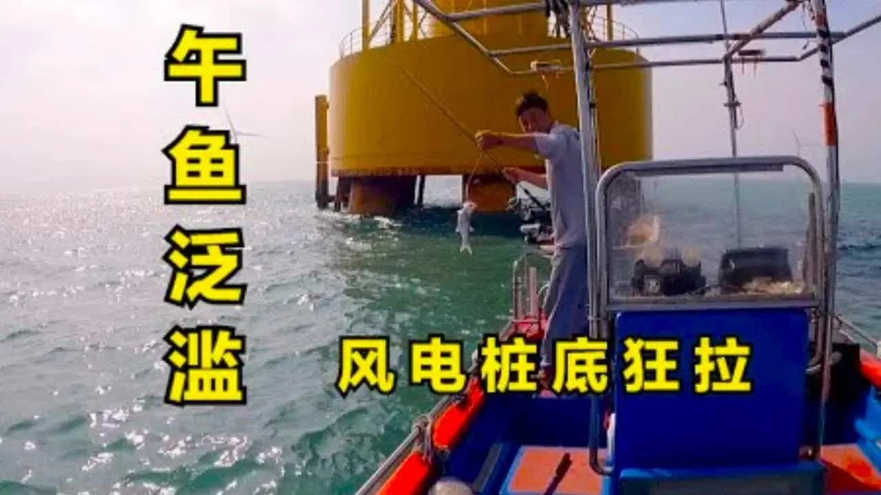 风电桩下午鱼泛滥，阿锋跟小黑半天时间就钓了50斤，太爽了