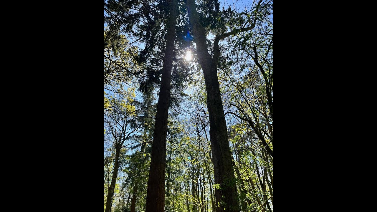 Broadlands Tree Work 2022