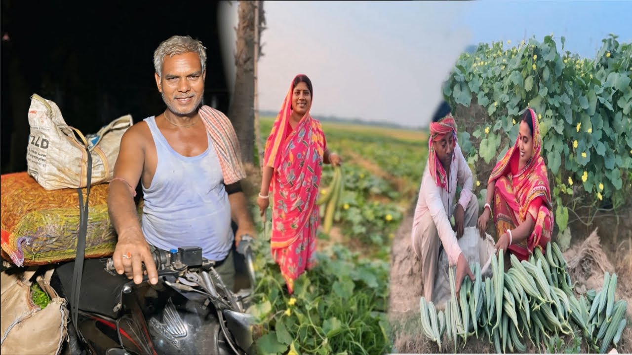 বিকেল বেলা বাড়ির সবাই মিলে জমিতে গিয়ে সমস্ত রকমের সবজি তুলে দুই ভাই মিলে সকালবেলা বাজারে গেলাম ।।