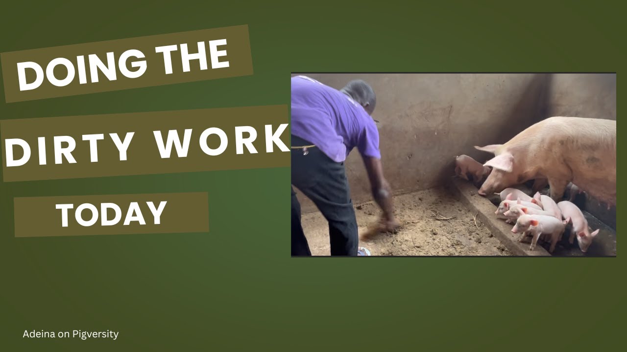 Behind the Scenes: Our Daily Farm Cleaning Routine