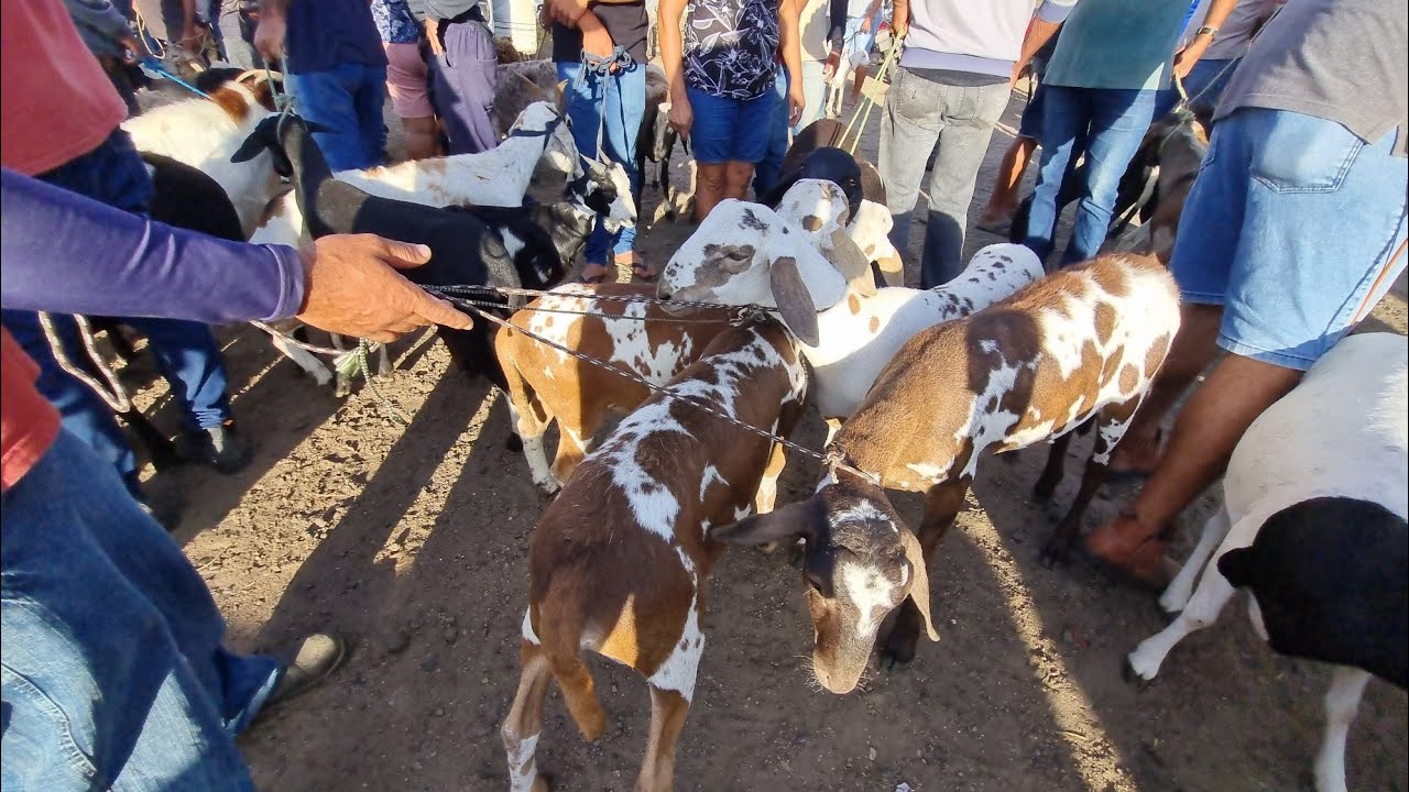 Feira de bode ovelhas cabras em cachoeirinha-Pe 12-02-2026 muitas. Criações 