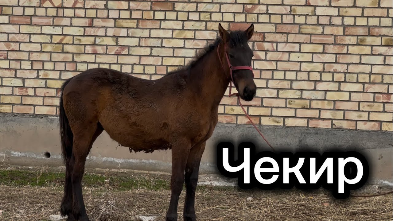 Чекир Чаян +996-709-09-58-98 12 февраля 2026 г.