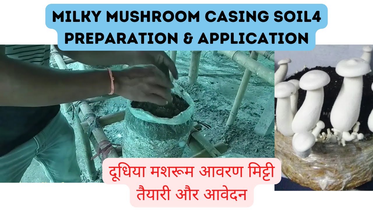 Milky Mushroom Casing Preparation || Casing Soil Preparation of mushroom beds || Calocybe Indica