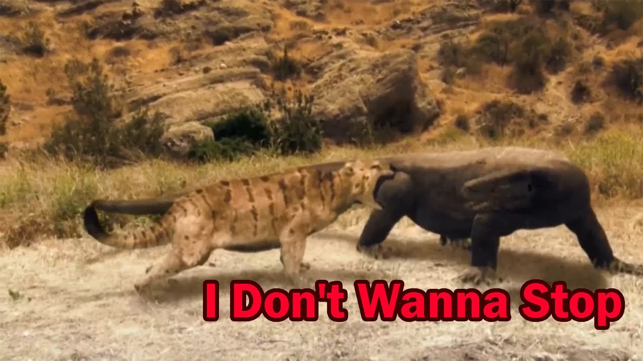 Megalania (Varanus priscus) Tribute : Megalania Don't Wanna Stop