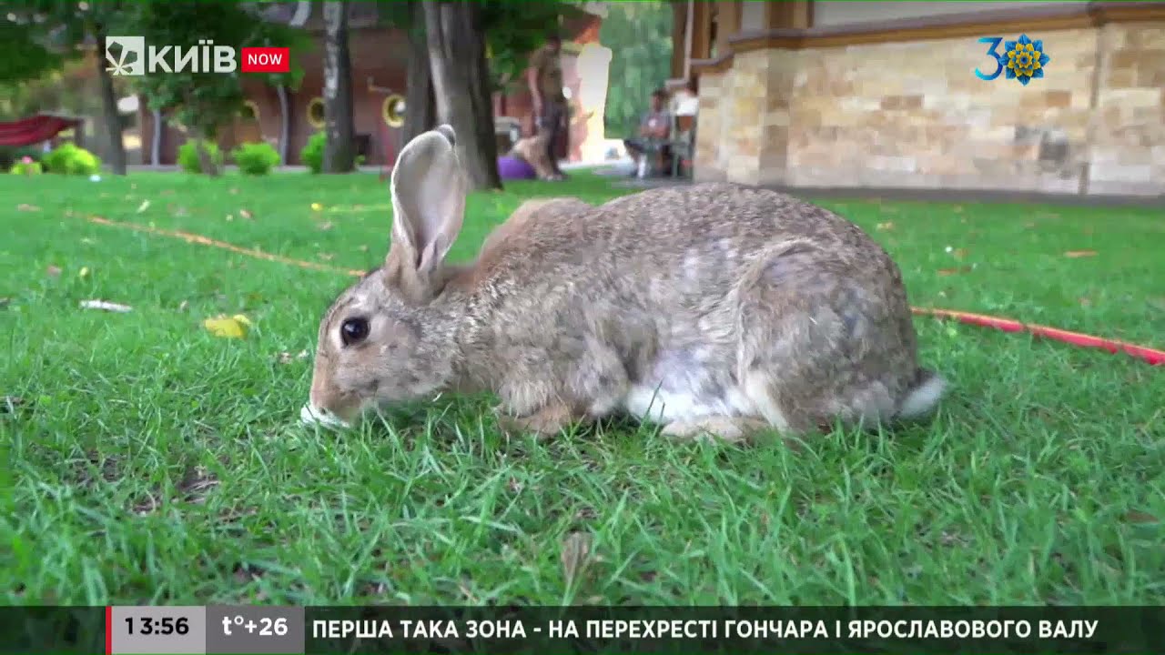 Таємниці та розкіш Межигір'я: екскурсія резиденцією #KyivTour