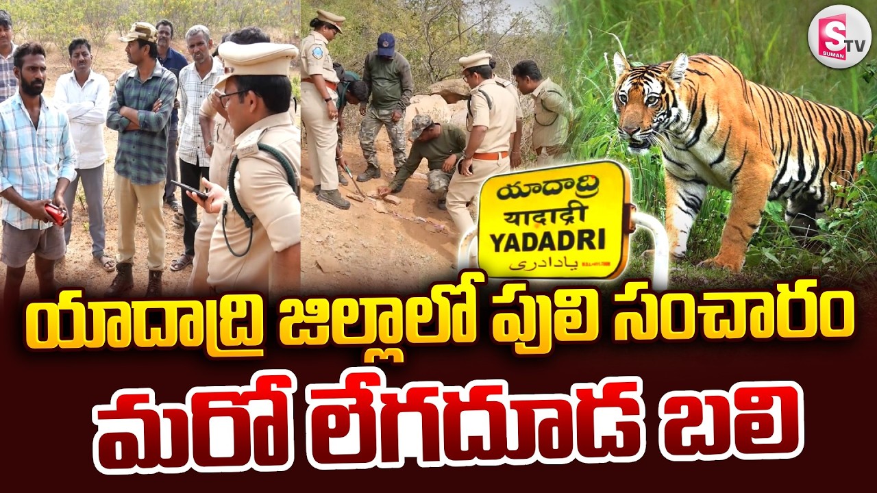 యాదాద్రి జిల్లాలో పులి సంచారం.. మరో లేగదూడ బలి | Big Tiger Roaming In Yadadri Dist | @SumanTVYadadri