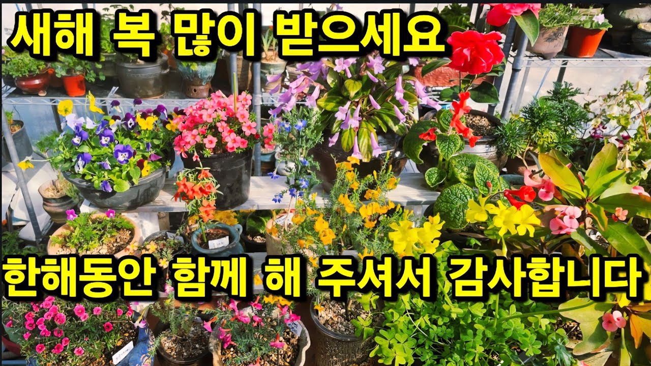 2025년 감사 인사드립니다 2026년 새해 복 많이 받으세요 하우스 꽃 구경 하세요 