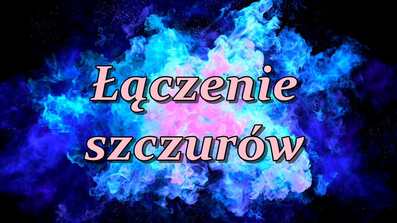 Jak łączyć szczury? (28)