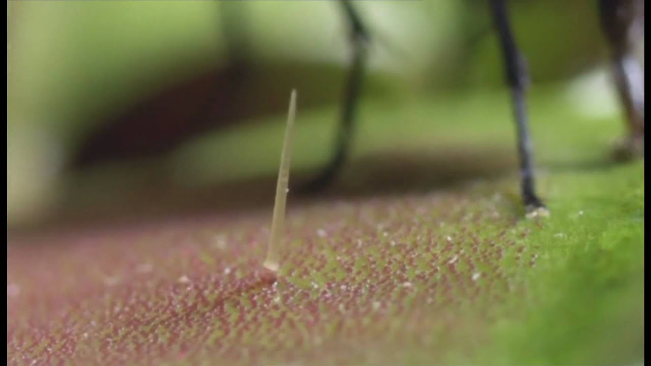 Venus Flytrap
