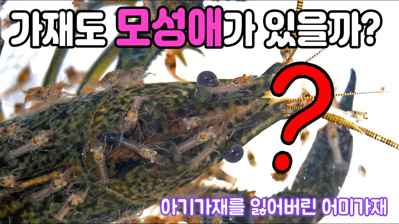 유튜브 최초 가재 모성애 테스트!! 감동 200%!!  어미가재의 아기가재 사랑이야기&hearts;