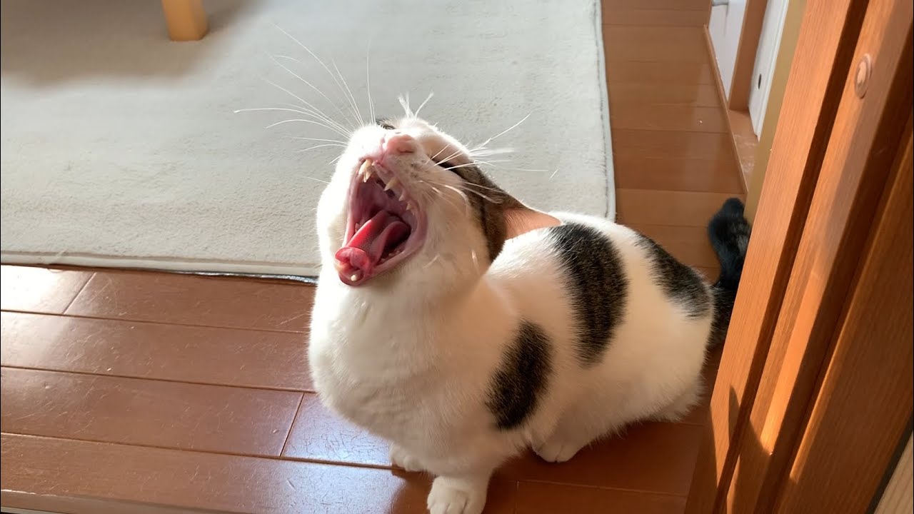 注文の多い猫の鳴き声を集めてみました