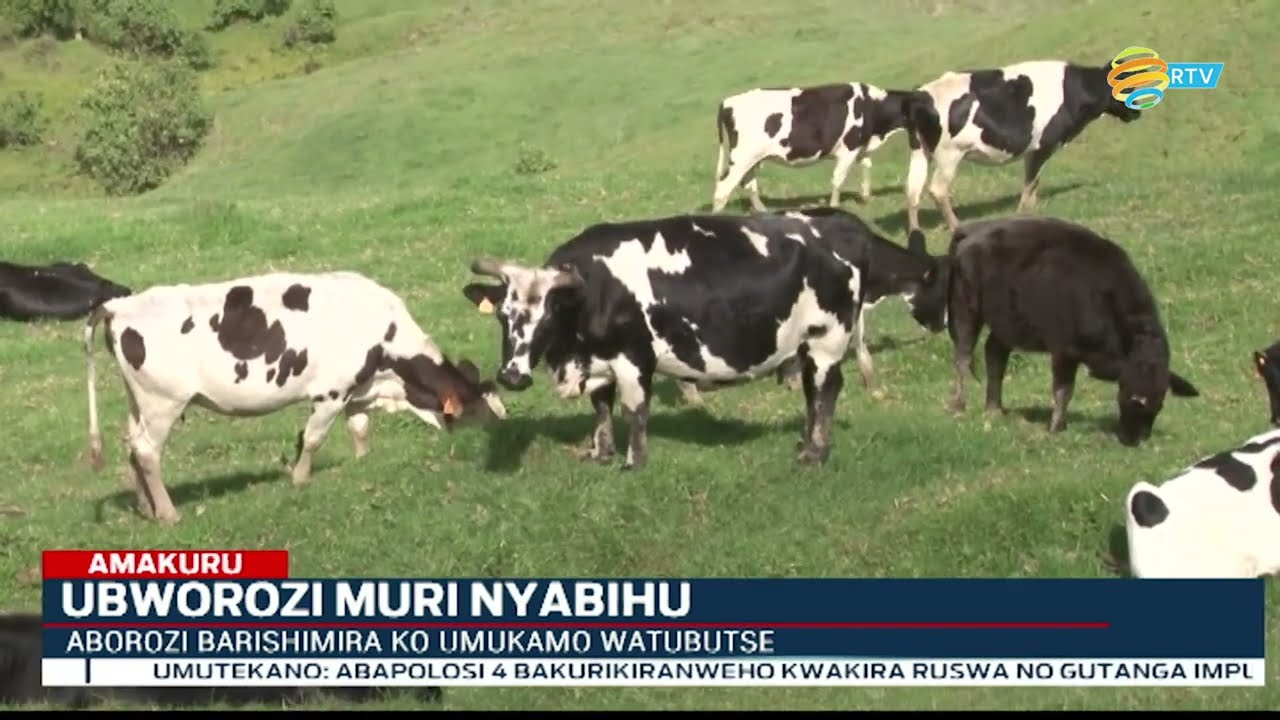 Nyabihu: Aborozi b’inka barishimira ko umukamo wiyongereye n'igiciro cy'amata kikaba ari cyiza