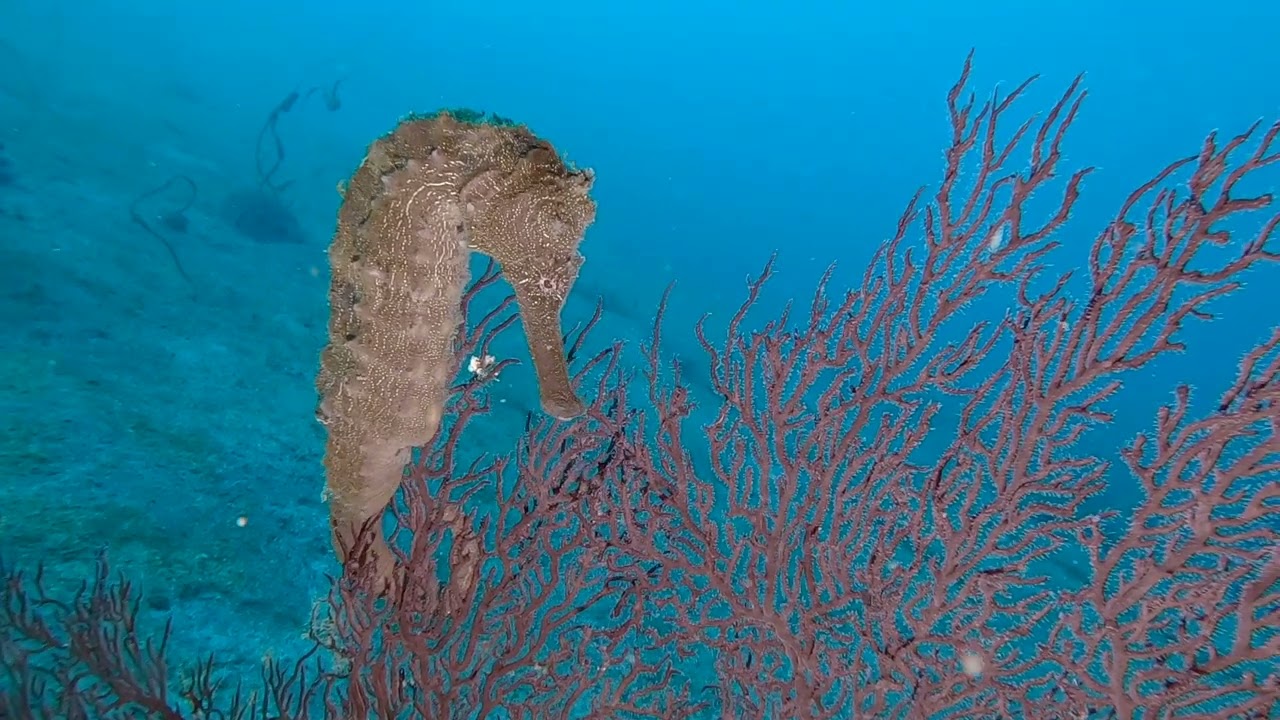 【Dive Log】OSEZAKI NOV 2022