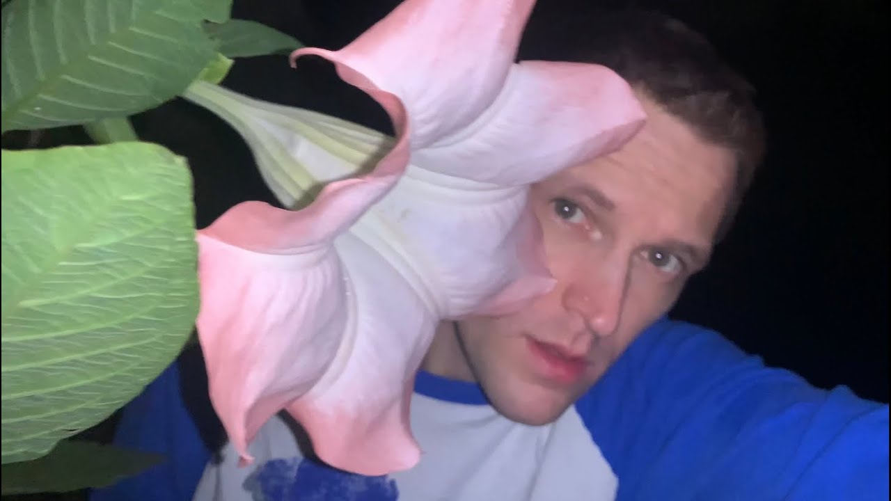 Scent of an Angel Trumpet
