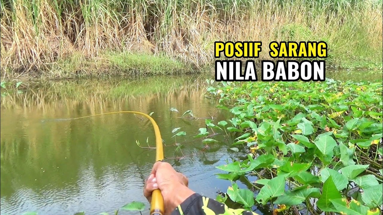 Potensi sarang nila babon..!! Spot liar idaman pemancing yang bikin ngiler
