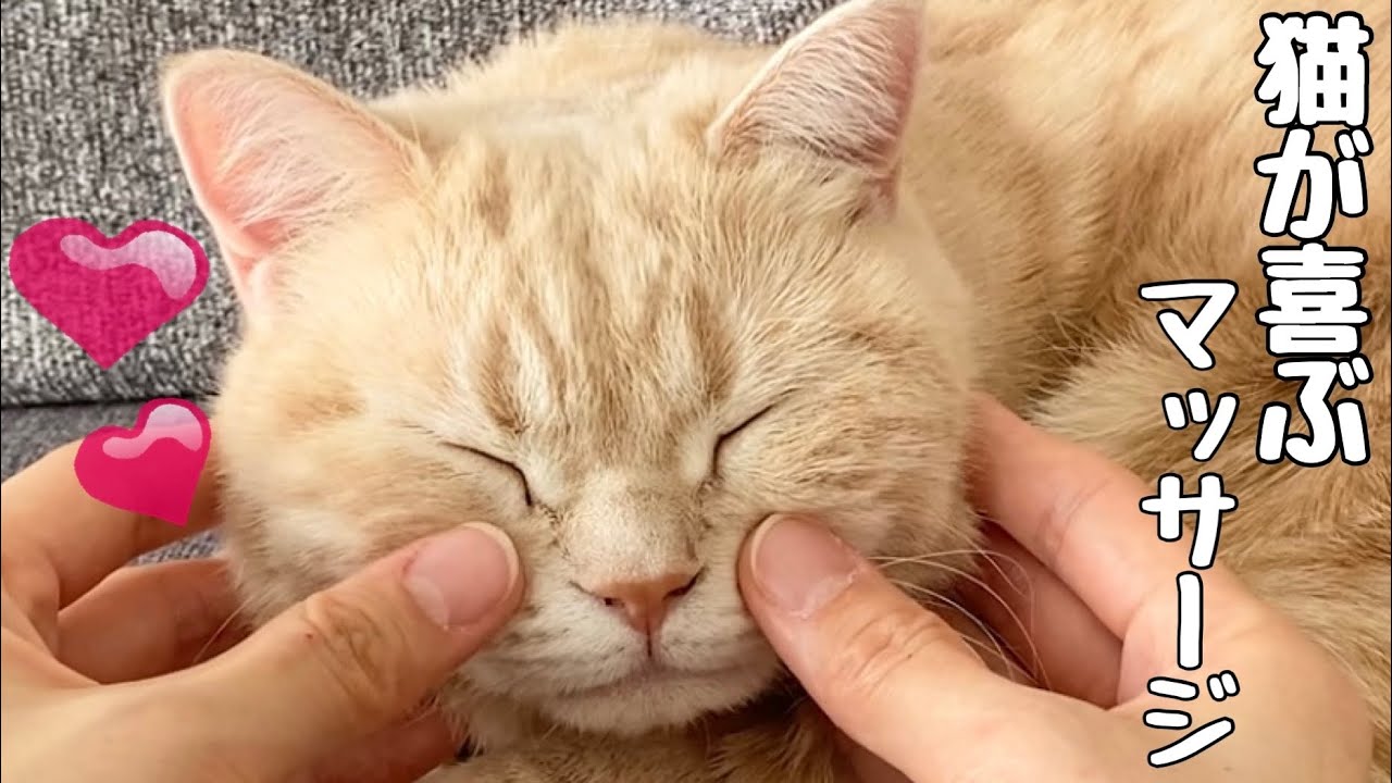 【猫マッサージ】😸フェイスマッサージをしたらうっとりしちゃった猫www　Cute animals