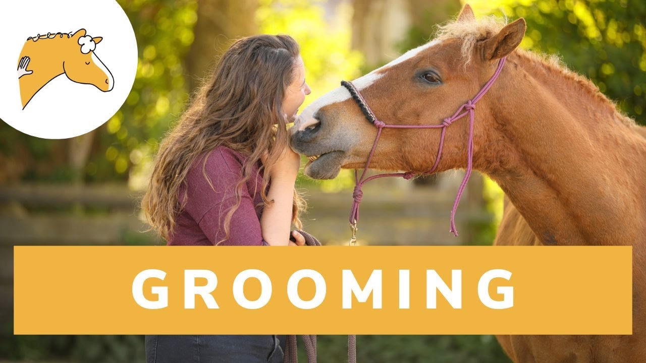 Teach your horse to stand still while brushing