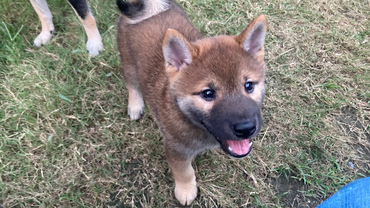 お母さんを驚かせよう？としている柴犬の子犬です。