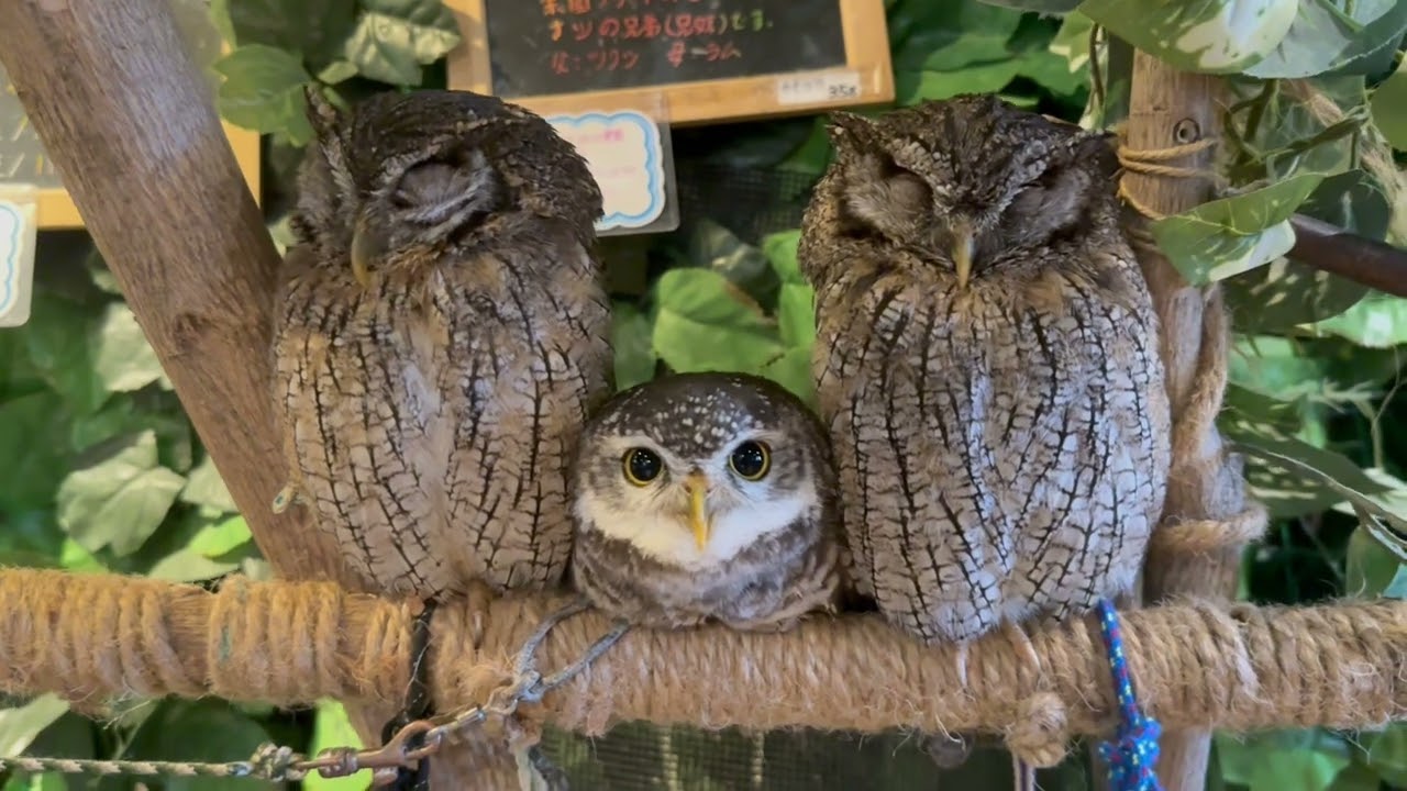 真ん中に鎮座するフクロウ #owl #ふくろう