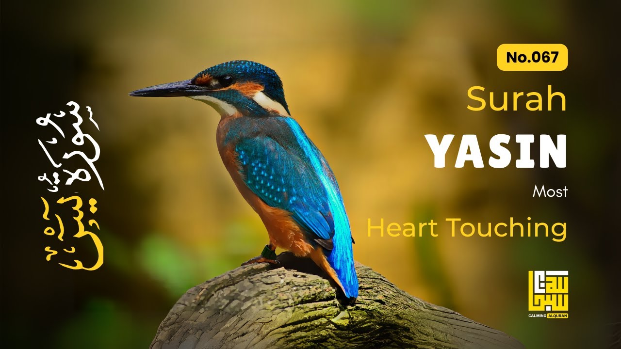 Healing Surah Yasin for Restful Sleep, Inner Peace & Calm ✦ Soothing Quran Reading سورة يس