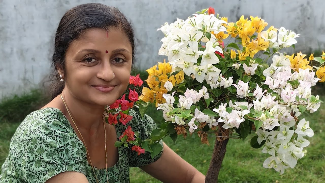 Bougainvillea at Preethi's house