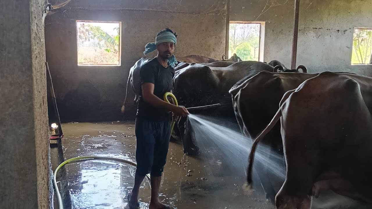 Bhains ka dairy form ka video#kathal ka video#Dudh ka business ka video 😍