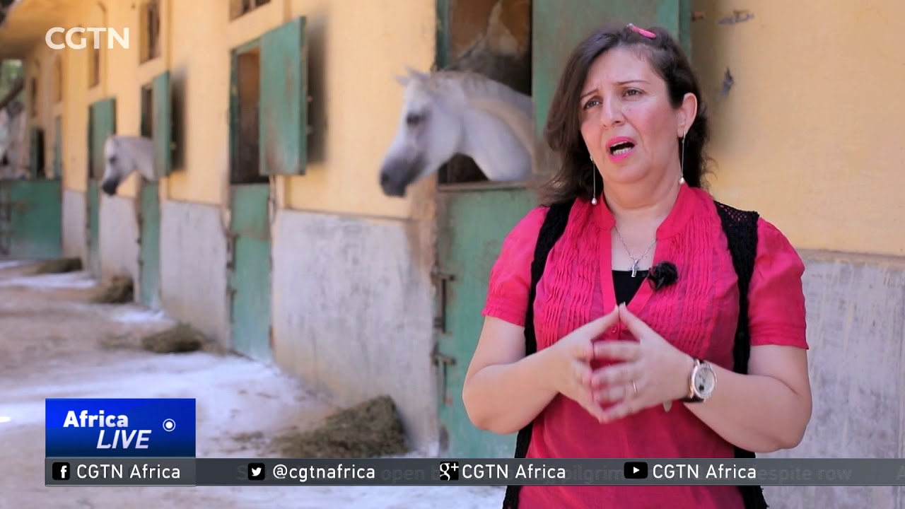 EU lifts its ban on Egypt's famed Arabian horses