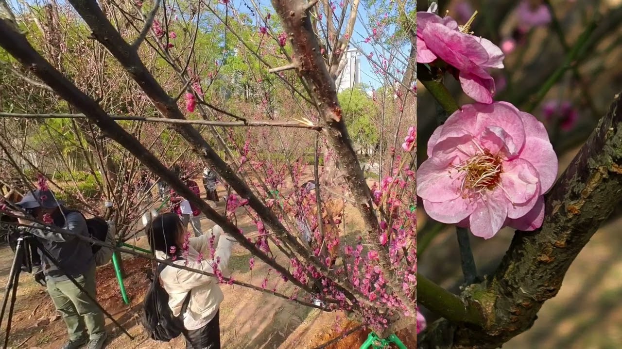 梅花賞 - [天水圍公園]